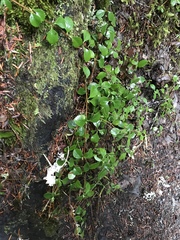 Linnaea borealis longiflora