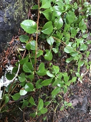 Linnaea borealis longiflora