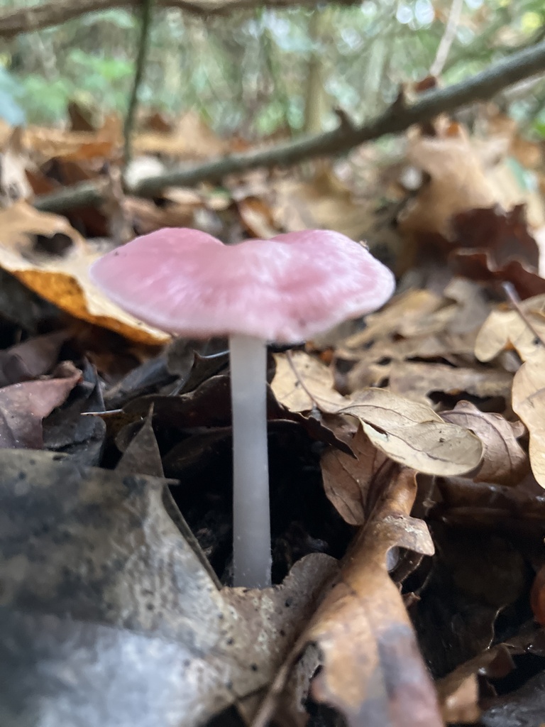 Mycena rosea · November 2025 · photo: © empressmoth (iNaturalist, cc0)