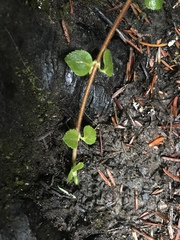 Linnaea borealis longiflora