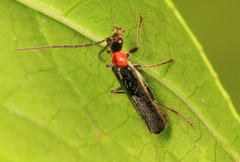 Rhagonycha excavata