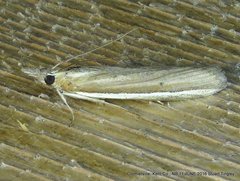 Pima albiplagiatella