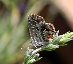 Cacyreus marshalli