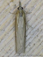 Pima albiplagiatella