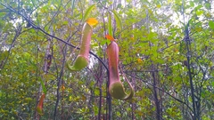 Nepenthes reinwardtiana