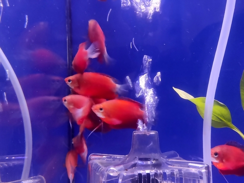 Thick-lipped gourami (Trichogaster labiosa) — Osphronemidae — 3