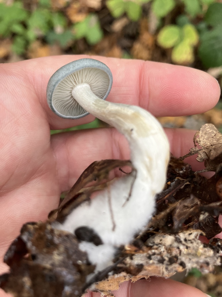 Collybia odora · November 2025 · photo: © empressmoth (iNaturalist, cc0)