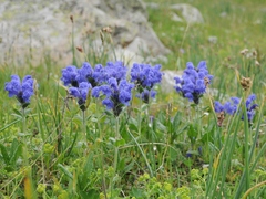 Dracocephalum grandiflorum