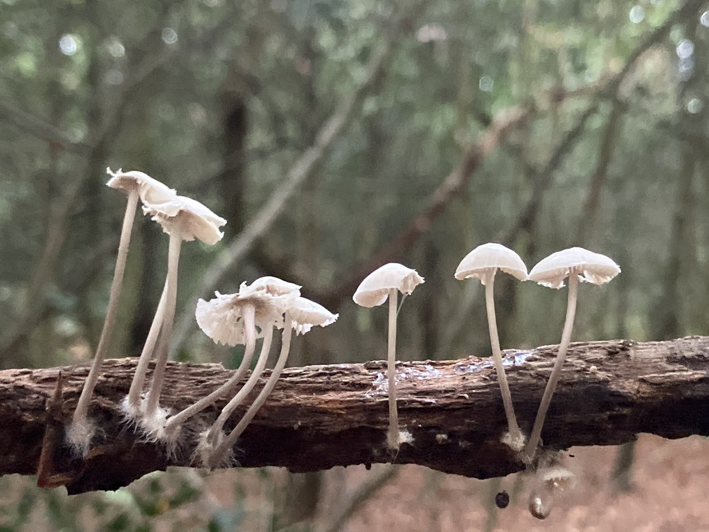 Collybiopsis ramealis · November 2025 · photo: © empressmoth (iNaturalist, cc0)