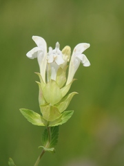 Scutellaria supina