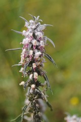 Leonurus glaucescens