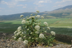Seseli buchtormense