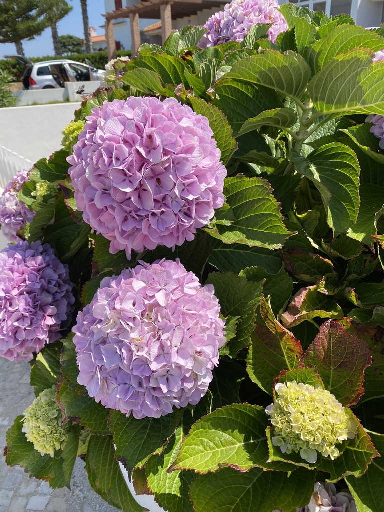 Hydrangea