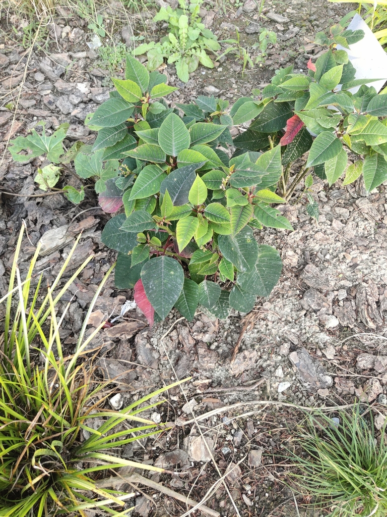 Euphorbia pulcherrima