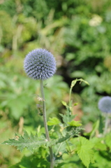 Echinops tricholepis