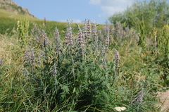 Leonurus glaucescens