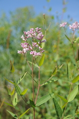 Apocynum lancifolium