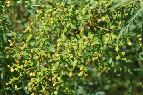 Euphorbia soongarica