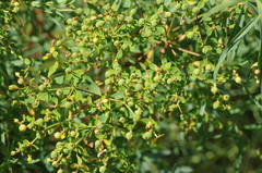 Euphorbia soongarica