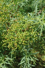 Euphorbia soongarica
