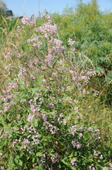 Apocynum lancifolium