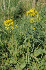 Ligularia songarica