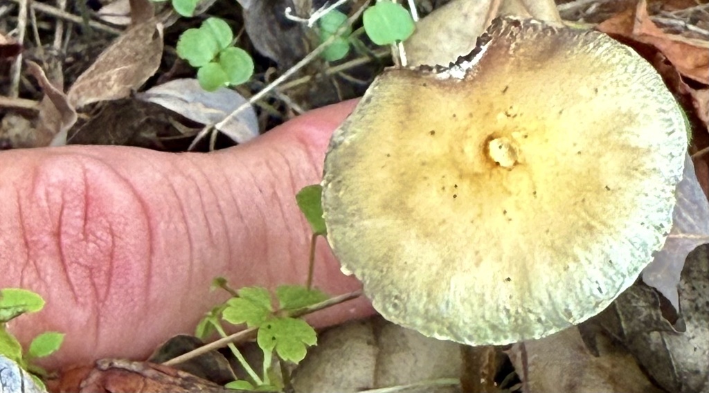 Leratiomyces percevalii · November 2025 · photo: © hllrnnr (iNaturalist, cc0)