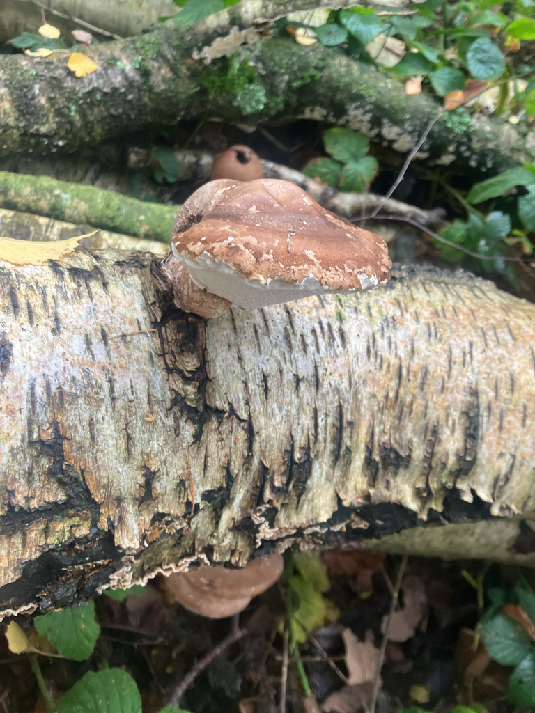 Fomitopsis betulina · November 2025 · photo: © ionajcc (iNaturalist, cc0)