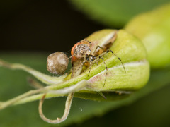 Poeciloneta variegata