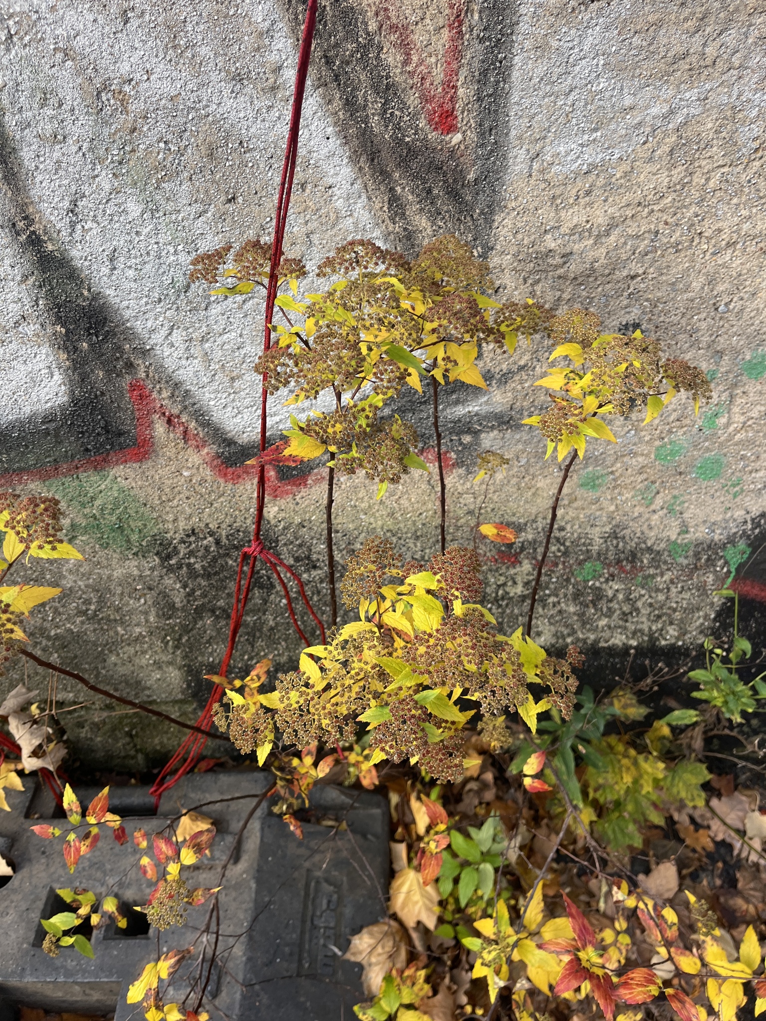 Japanese Spirea (Spiraea japonica)