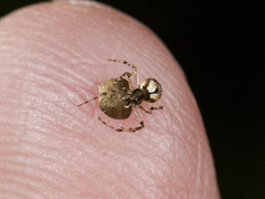 Poeciloneta variegata