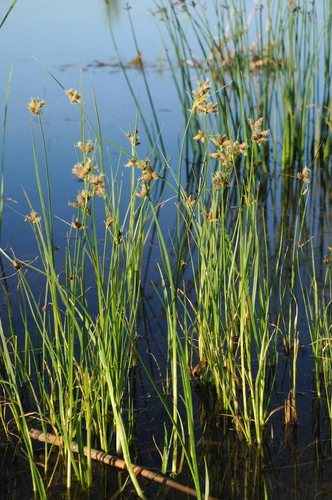 Bolboschoenus maritimus