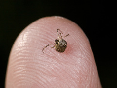 Poeciloneta variegata