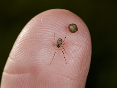 Poeciloneta variegata
