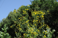 Lapsana communis intermedia
