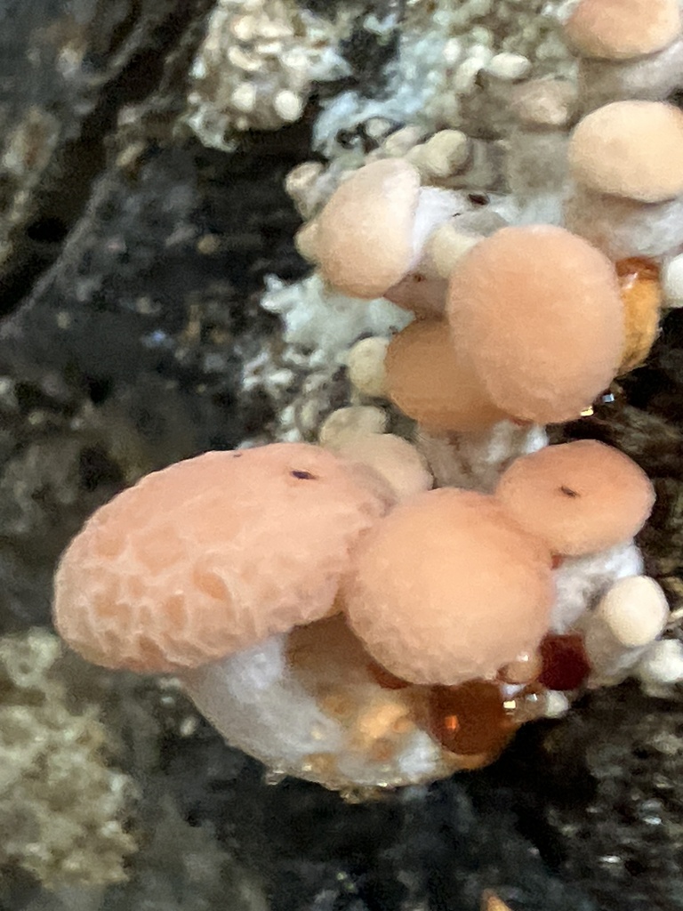 Rhodotus palmatus · November 2025 · photo: © empressmoth (iNaturalist, cc0)