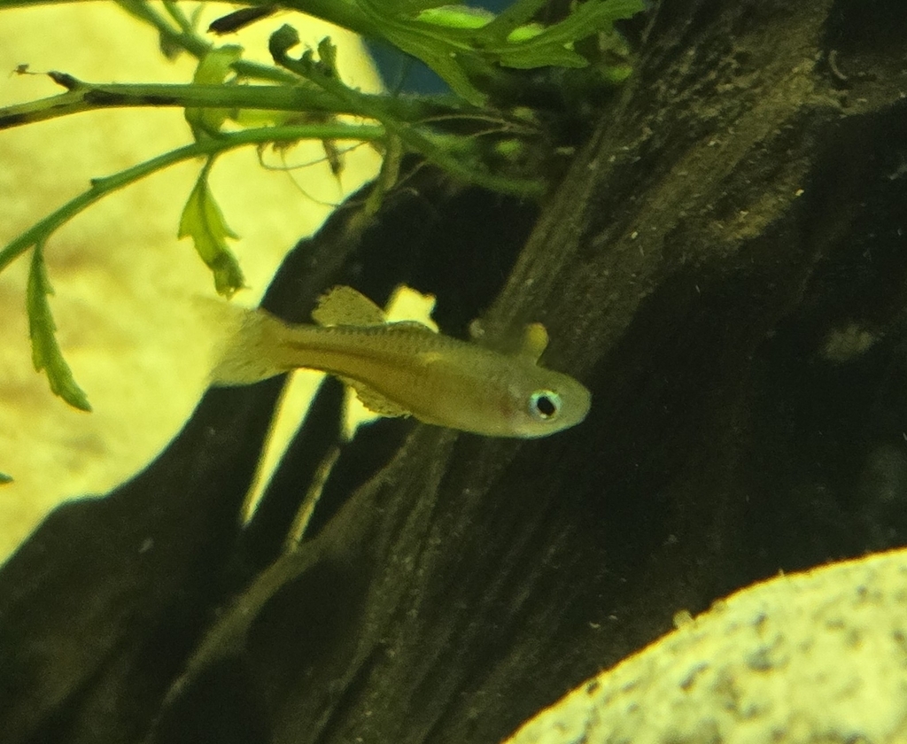 Paska's blue-eye (Pseudomugil paskai) — Pseudomugilidae