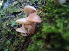 叢傘膠孔菌