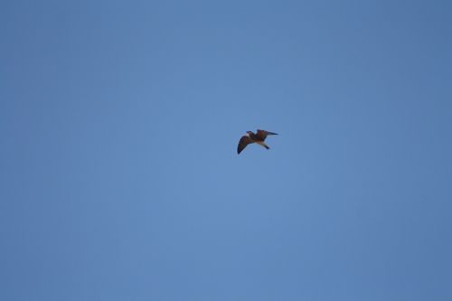 iNaturalist image