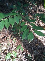 琉球雞屎樹