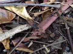 Leptocoris mitellatus