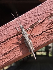 Adreppus fallax