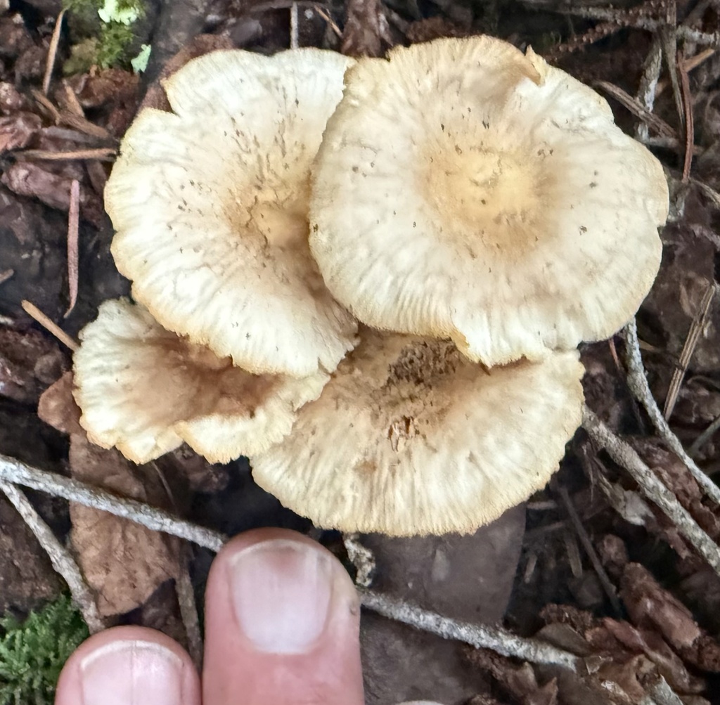 Gymnopus brassicolens · November 2025 · photo: © hllrnnr (iNaturalist, cc0)