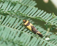 Macrobathra chrysotoxa