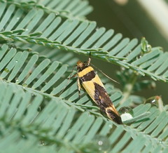 Macrobathra chrysotoxa