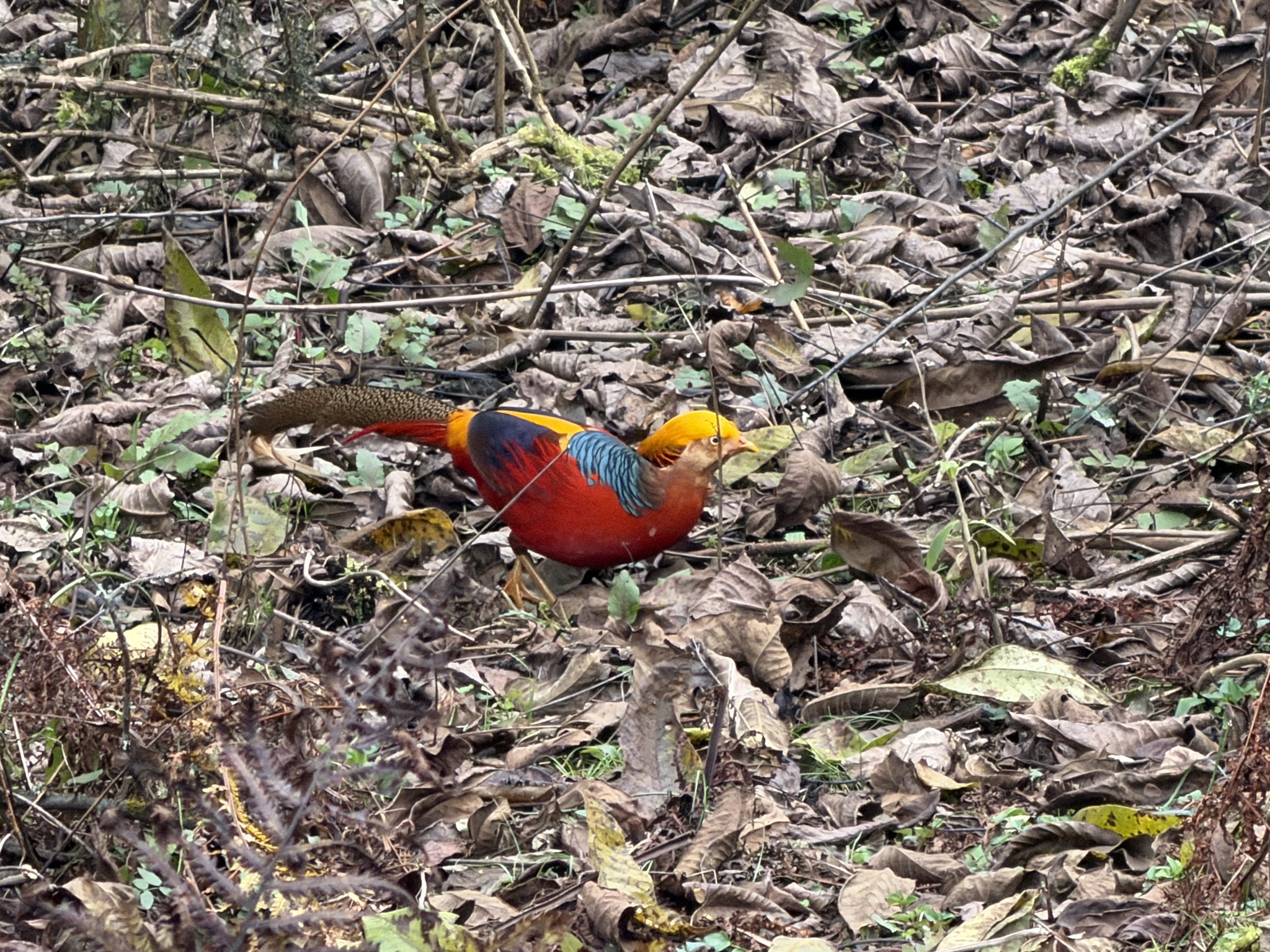 Golden Pheasant