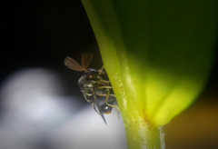 Eucharitidae