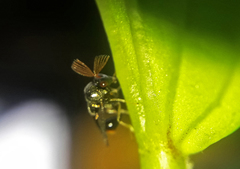 Eucharitidae