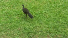 Penelope superciliaris