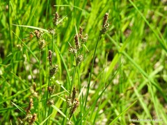 Carex tomentosa